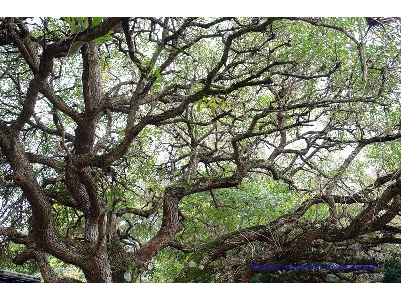 260 Rafting Ground Road, Brookfield QLD 4069